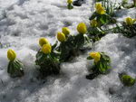 Eranthis Hyemalis